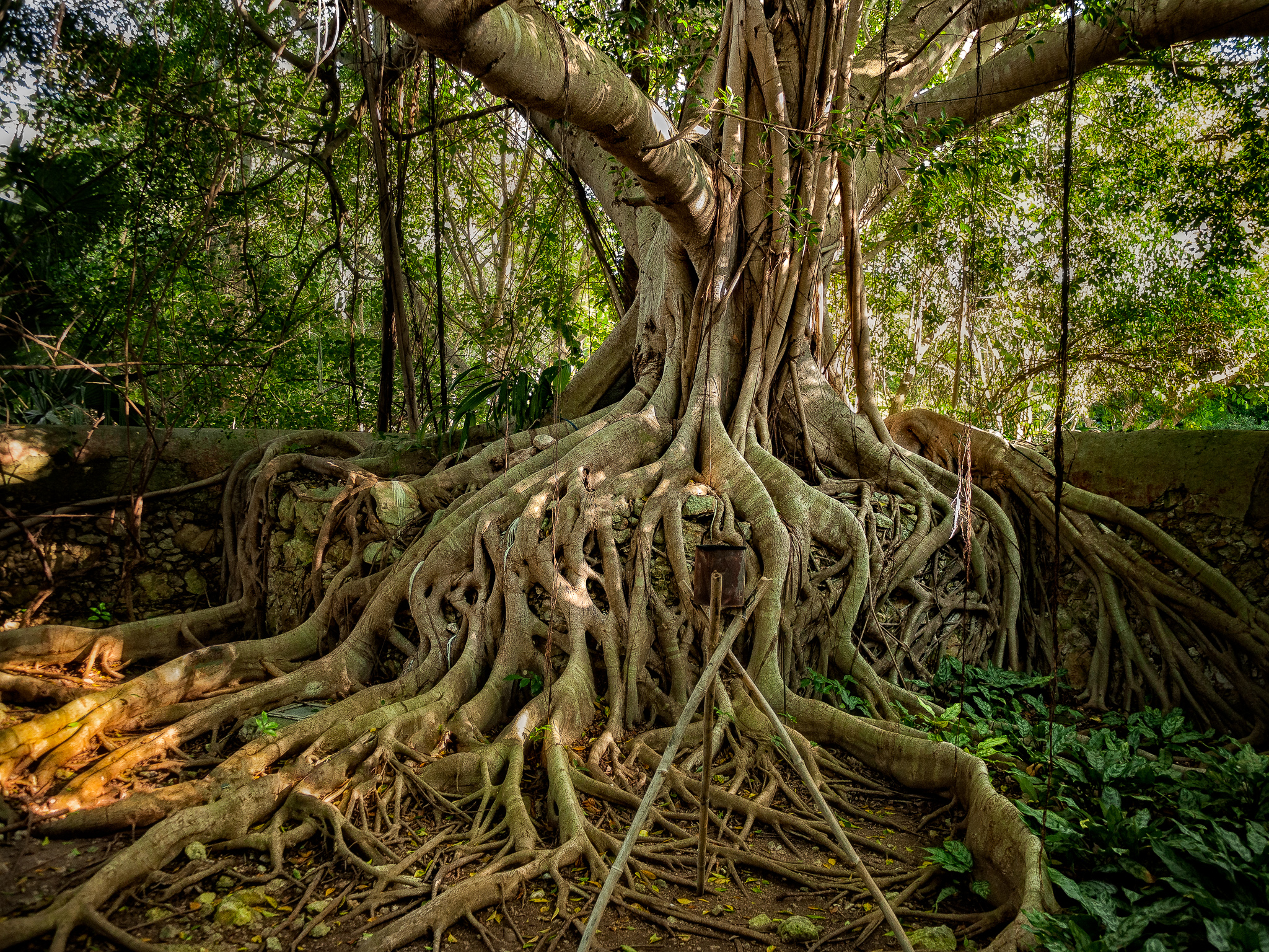 Banyan tree,Hacienda San Jose Cholul, Yucatan, Mexico