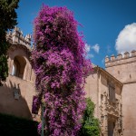 Alcazar, Bougainvillea, Sevilla