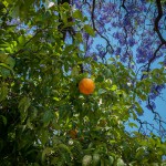 Orange and Jacaranda