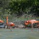 Flamingos, Rio Lagartos