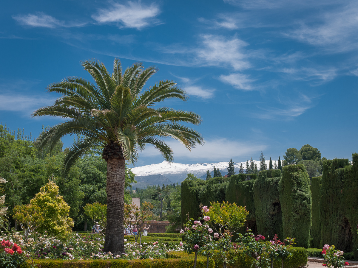 Alhambra-Granada, Palm tree and views of snowcapped Sierra Nevada